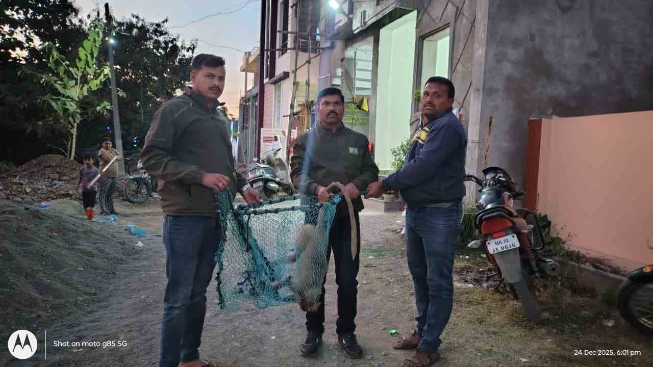 सावंगी मेघे में कुत्तों के हमले से घायल हुआ बंदर, युवकों की तत्परता से बची जान